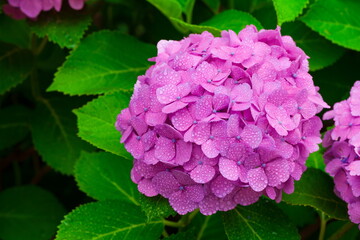 雨上がりのアジサイ・水滴がきれいです
