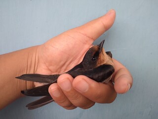 Obraz premium Little cute bird in hand 