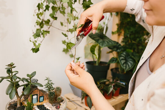 woman is cutting ivy, a girl is caring for indoor plants, a home greenhouse, potted plant