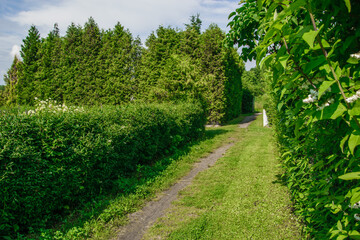 Fototapeta na wymiar Zielona ścieżka między działkami rekreacyjnymi ogródkami, żywopłoty z bukszpanów 