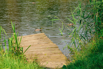 Drewniany pomost zbudowany nad taflą eziora i pływająca po wodzie kaczka krzyżówka 