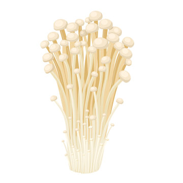 Vector illustration, enoki mushroom, isolated on white background.