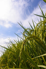 Naklejka premium close-up of rice growing and starting to turn yellow against the backdrop of a bright blue sky
