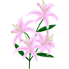 White lilies watercolor clipart set. Gentle white flowers isolated on white background. Clipart for greeting cards, wedding invitations, birthday cards, stationery.