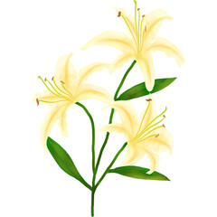 White lilies watercolor clipart set. Gentle white flowers isolated on white background. Clipart for greeting cards, wedding invitations, birthday cards, stationery.
