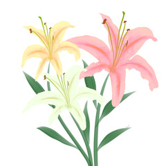White lilies watercolor clipart set. Gentle white flowers isolated on white background. Clipart for greeting cards, wedding invitations, birthday cards, stationery.