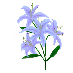 White lilies watercolor clipart set. Gentle white flowers isolated on white background. Clipart for greeting cards, wedding invitations, birthday cards, stationery.