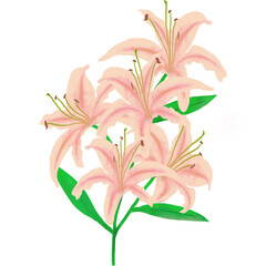 White lilies watercolor clipart set. Gentle white flowers isolated on white background. Clipart for greeting cards, wedding invitations, birthday cards, stationery.