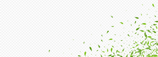 Olive Leaf Fresh Vector Panoramic Transparent