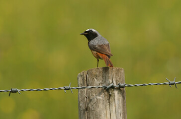 A male Redstart, Phoenicurus phoenicurus, perching on a fence post in a meadow. It is hunting for insects to feed to its babies.