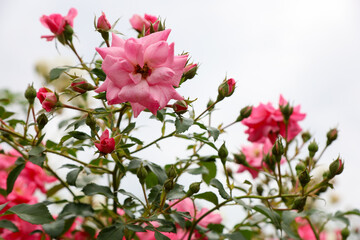 夏の訪れを告げる庄内緑地公園のピンクローズ
