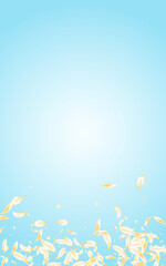 Fototapeta na wymiar White Flower Blur Vector Blue Background. Gold