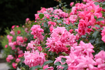 夏の訪れを告げる庄内緑地公園のピンクローズ
