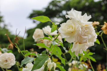 夏の訪れを告げる庄内緑地公園のホワイトローズ
