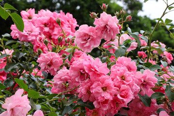 夏の訪れを告げる庄内緑地公園のピンクローズ

