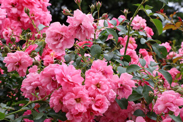 夏の訪れを告げる庄内緑地公園のピンクローズ

