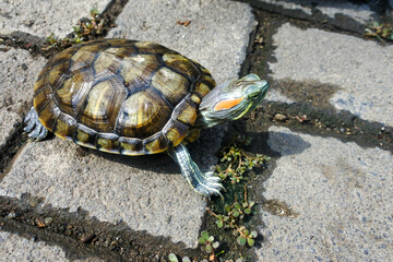 close up of a walking brazilian water turtle (Trachemys adiutrix).