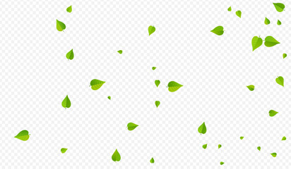 Swamp Leaf Forest Vector Transparent Background
