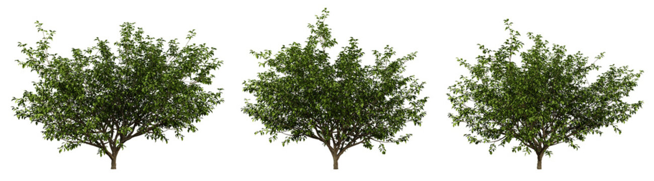 Malus coronaria trees on transparent background, garden design, malus plants, 3d render illustration.
