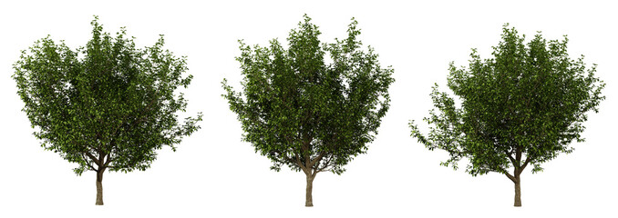 Malus coronaria trees on transparent background, garden design, malus plants, 3d render illustration.