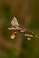 Himmelblauer Bläuling und Gemeine Heideschnecke	