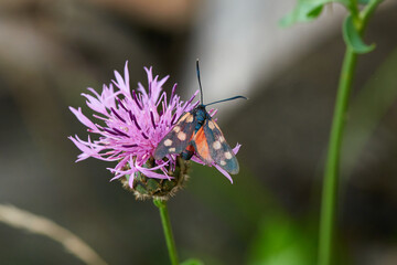 Veränderliches Widderchen(Zygaena ephialtes)	