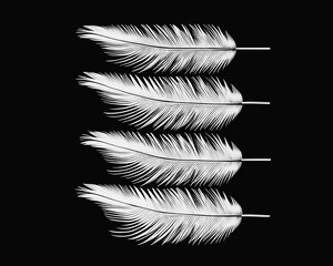 Set of white feathers with black background