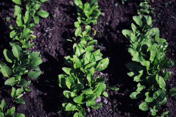 Young sprouts of seedlings in the vegetable garden. Greenery in a greenhouse. Fresh herbs in the spring on the beds.