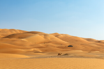 Fototapeta na wymiar Bedouin Camp in the Liwa desert with camel 