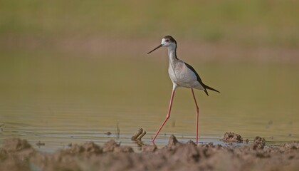 Black-winged Stilt (Himantopus himantopus) is usually feeds in freshwater areas, lake edges, seaside and river beds. It is also broadcast in Australia, New Zealand, Asia, Europe, America and Africa.