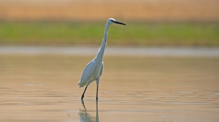 Little Egret (Egretta garzetta) is a very good fish hunter. It is lives near lake and rivers.