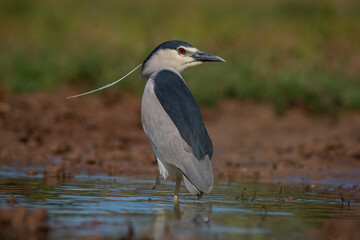 Black-crowned Night Heron (Nycticorax nycticorax) is a wetland bird that lives by rivers and lakes and feeds on fish and frogs.