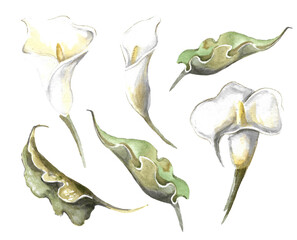 wedding flowers. set of three white calla flowers with yellow pistil and three green leaves in foreshortening on a white background.hand-drawn watercolor illustration for design cards, invitations