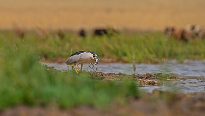 Black-crowned Night Heron (Nycticorax nycticorax) is a wetland bird that lives by rivers and lakes and feeds on fish and frogs.