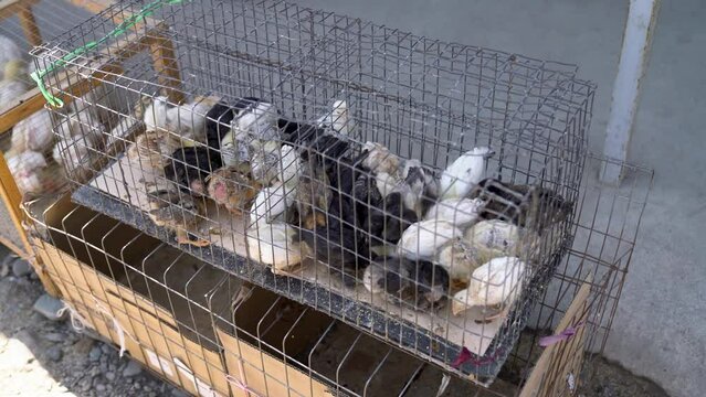 A local market sells baby small newborn chicks and broilers in a carton box. Concept for a farm company. Farming of poultry in Kyrgyzstan