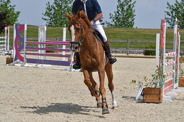 saut d'obstacle dans un concours hippique