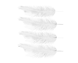 White feathers vector with no background