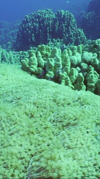 Vertical video, Camera moves forward over large Flowerpot coral or Anemone coral (Goniopora columna) colony in coral garden, Slow motion