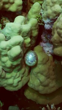Vertical video, Unicellular organisms Bubble algae, Sea grape, Sailor's eyeballs (Valonia ventricos) on hand corals, Camera moving forwards approaching the unicellular algae, Slow motion