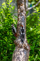 two spotted woodpeckers on an apple tree