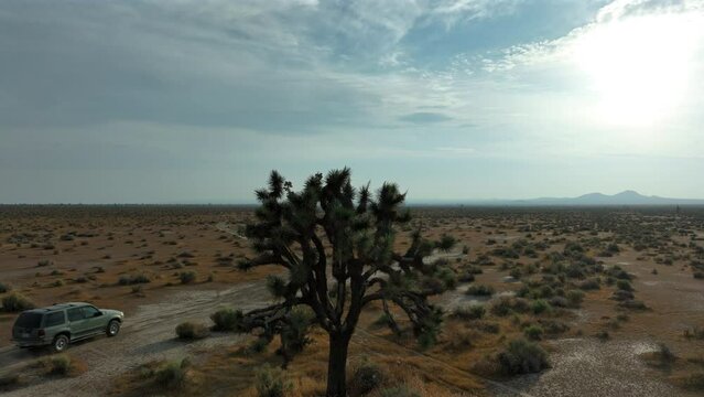 Vehicle on an off-road trail in the Mojave Desert with a Joshua tree in the foreground