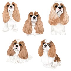 Group of cavalier puppies Illustration lovely dog