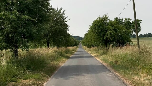 Wide shot of apple tree avenue during sunny day in German landscape in summer