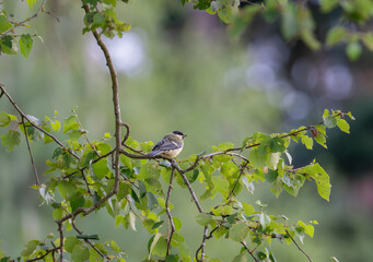 Obraz premium Great tit showing his beatifull yellow colours