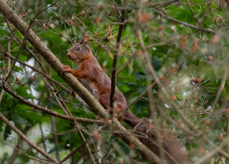 a red squirrel in the maashorst the netherlands 