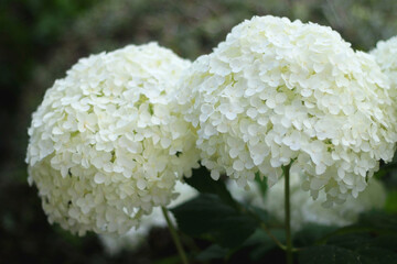 Beautiful white Hydrangea flowers in a garden. Selective focus.