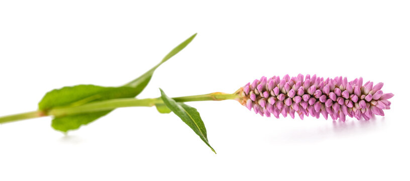 Bistorta officinalis