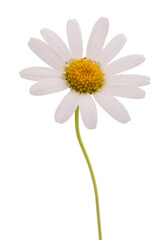 White daisy