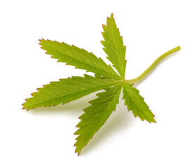 Creeping cinquefoil leaf