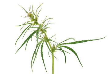 Fototapeta premium Medicinal marijuana isolated on white background, Cannabis sativa